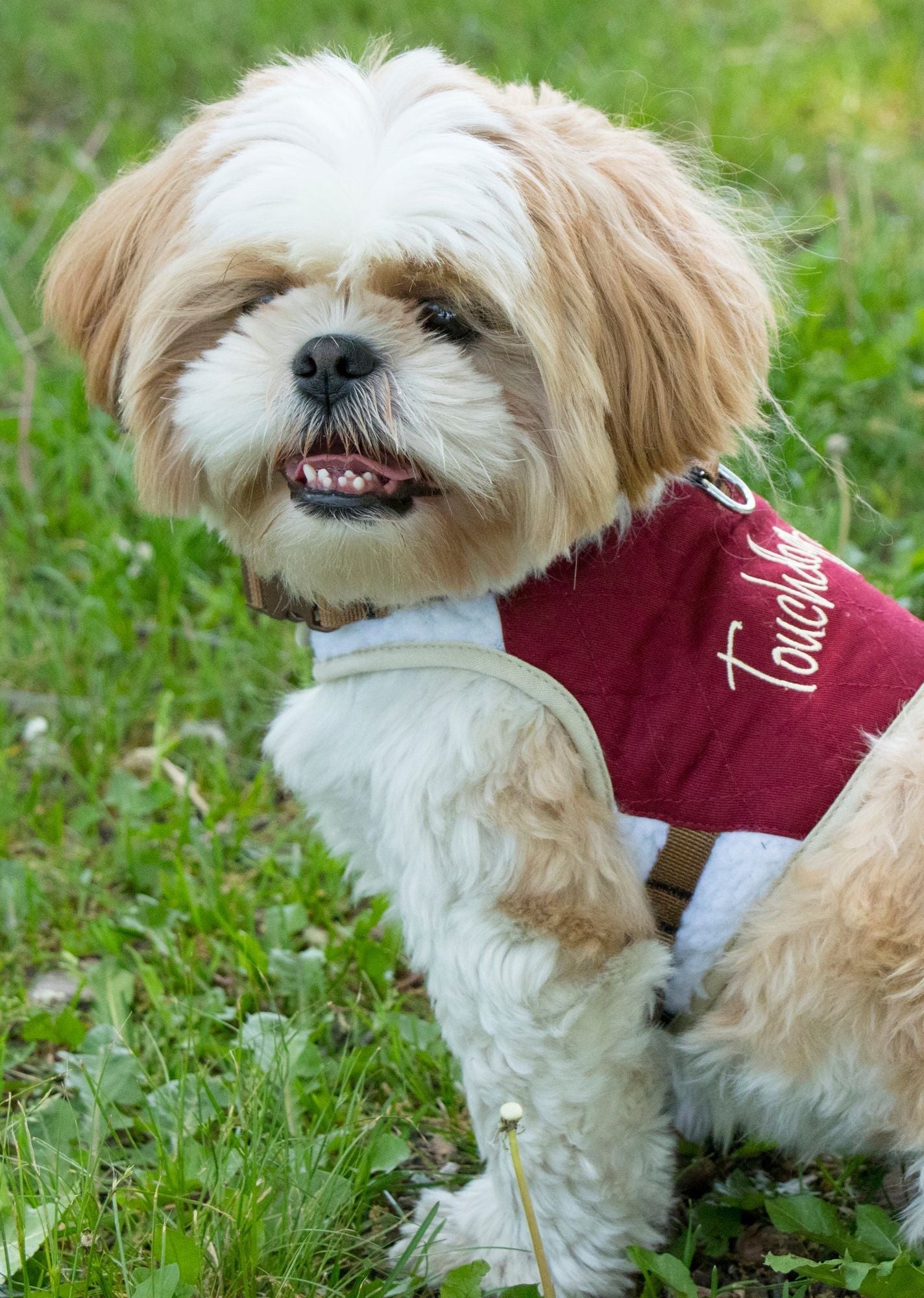 Touchdog Tough - Boutique Adjustable Fashion Dog Harness And Leash