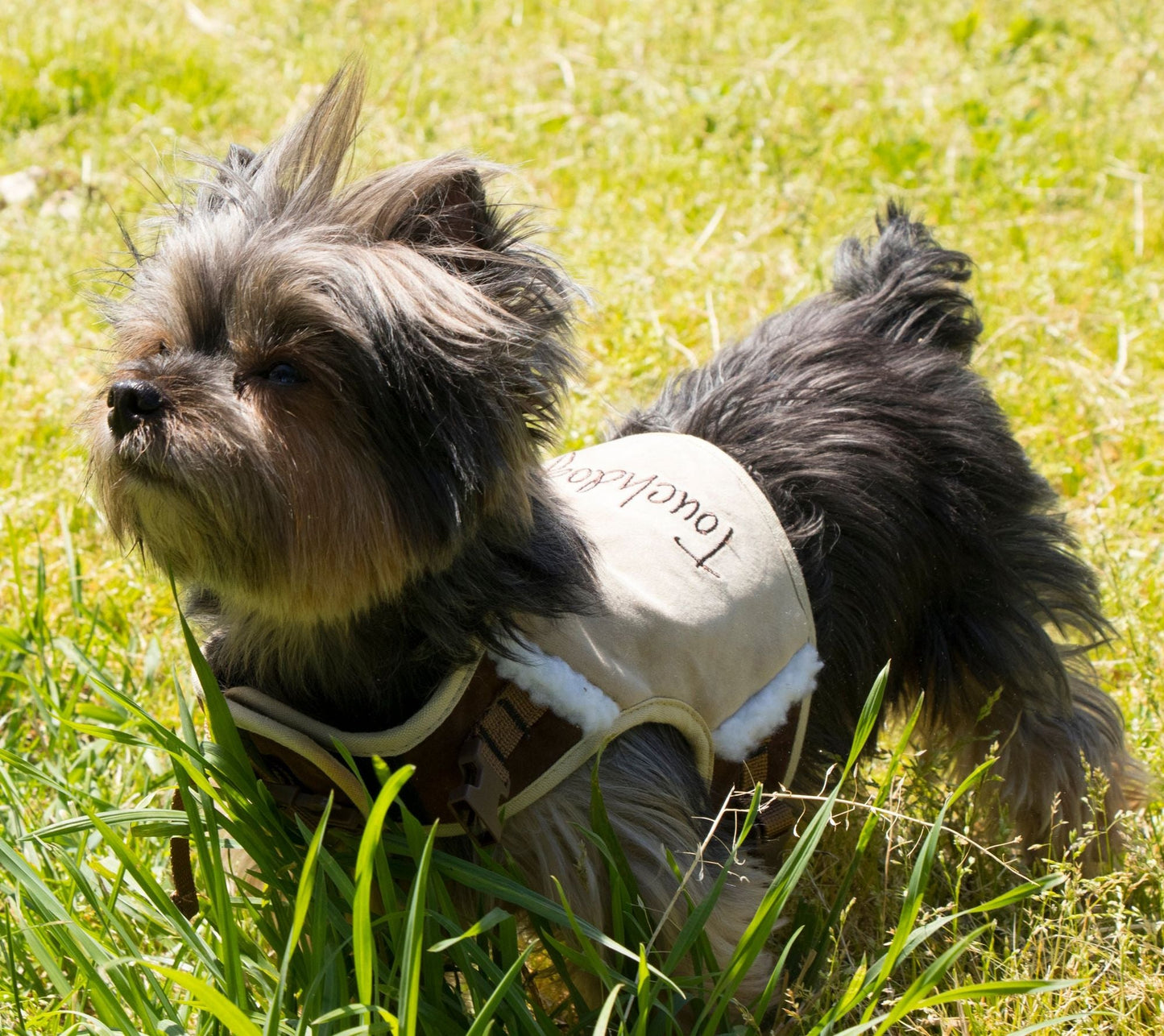 Touchdog Tough - Boutique Adjustable Fashion Dog Harness And Leash