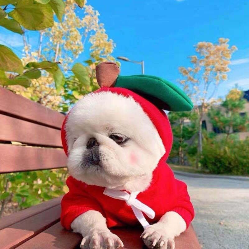 Fruit Dog Clothes Two - legged Hooded Outfits Green Fleece Clothing Autumn Winter Hoodies - Asmota