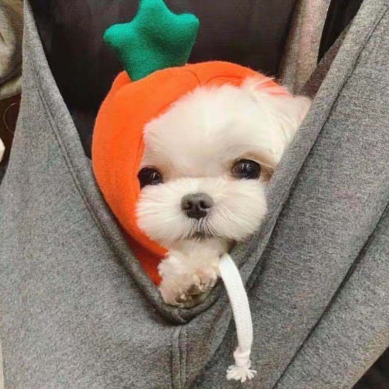 Fruit Dog Clothes Two - legged Hooded Outfits Green Fleece Clothing Autumn Winter Hoodies - Asmota