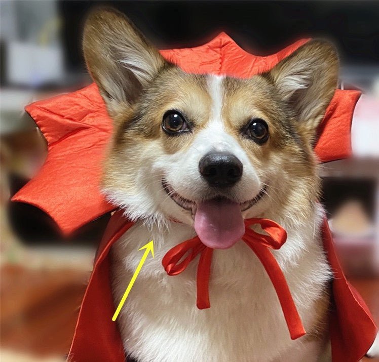 Halloween Pet Costumepet Halloween Cape Vampire King - Asmota