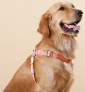 Touchdog 'Macaron' 2 - in - 1 Durable Nylon Dog Harness and Leash